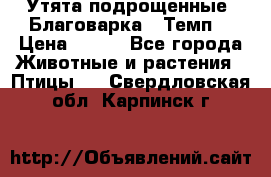 Утята подрощенные “Благоварка“,“Темп“ › Цена ­ 100 - Все города Животные и растения » Птицы   . Свердловская обл.,Карпинск г.